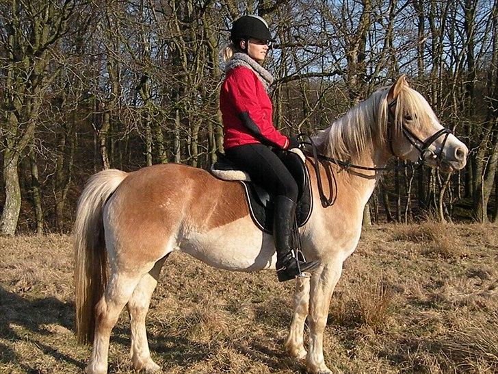 Tyroler Haflinger Bonny - D. 26 Marts 2011 i dyrehaven Haderslev - Fotograf; Lisa Anne Kreiberg Pedersen billede 9