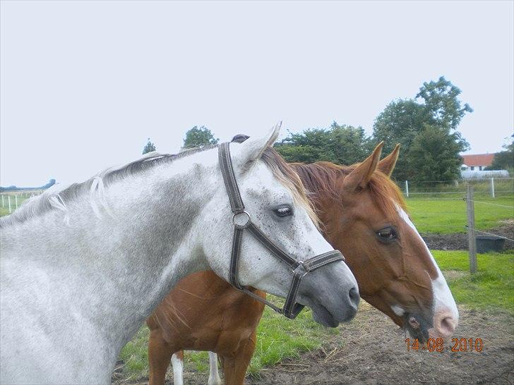 Arabisk fuldblod (OX) Wa`Heed El Haakim GL.part billede 20