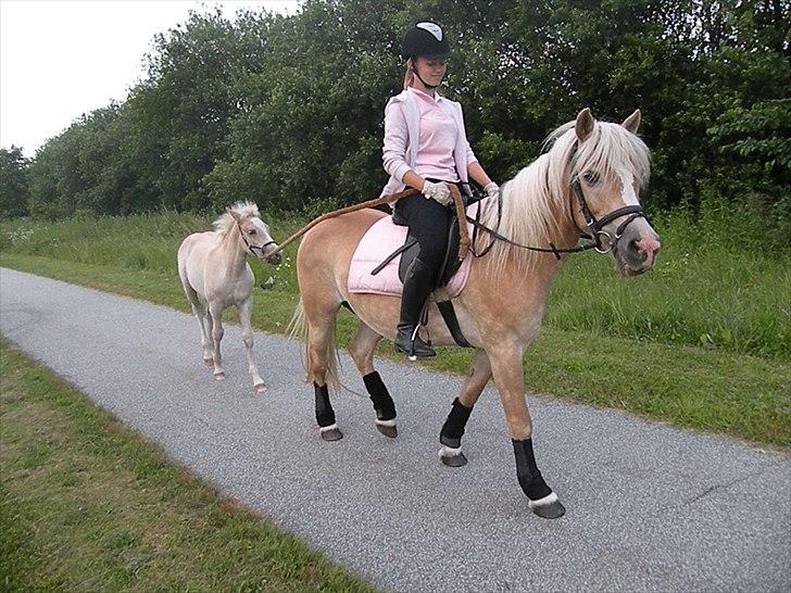 Tyroler Haflinger Bonny - D. 7 Juli 2010 - Bonuty (Følles) første gå tur :) billede 10