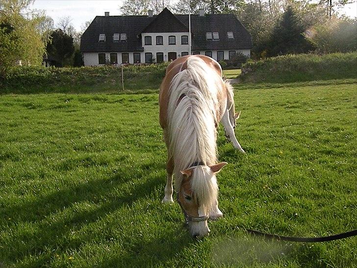 Tyroler Haflinger Bonny - D. 14 Maj 2010 - Fanget i en solstråle :) billede 11
