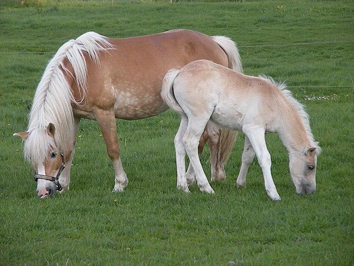 Tyroler Haflinger Bonny - D. 19 Maj 2010 billede 13