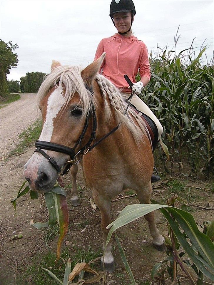 Tyroler Haflinger Bonny - D. 27 Sep 2009 - Ny hest først ride tur! :) billede 15