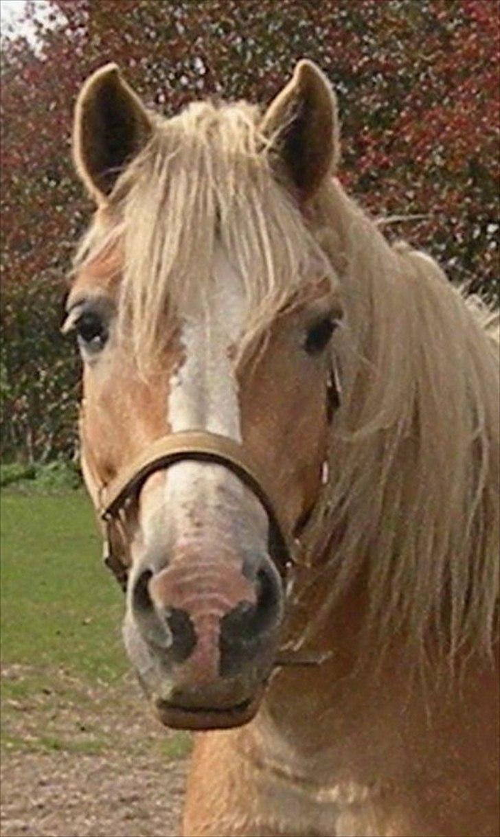 Tyroler Haflinger Bonny - D. 28 Sep 2009 - Dejlig pony!! :) billede 16