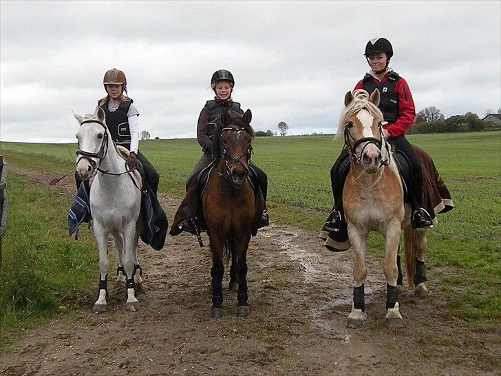 Tyroler Haflinger Bonny - På Louiselund - Fra venstre; Caroline på Elina, Frederikke på Pinocchio og Miq på Bonny billede 17