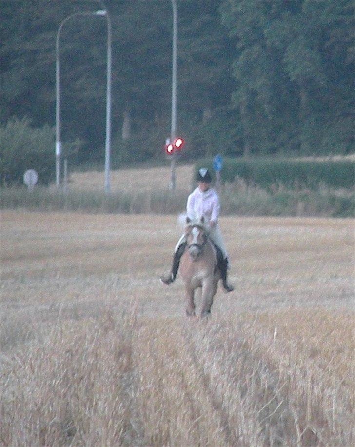 Tyroler Haflinger Bonny - D. 27 Juli 2010 - Ridelejr fuld gallop ud over stupmarkerne :) :) billede 18