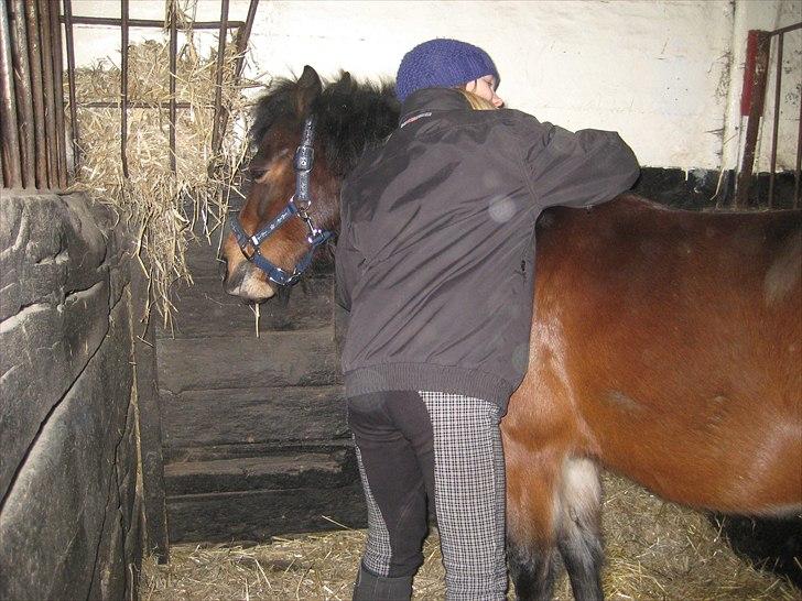 Anden særlig race Raptus*Passer* - 16) Hygge med Raptus i stalden:) Foto: Alma K billede 16