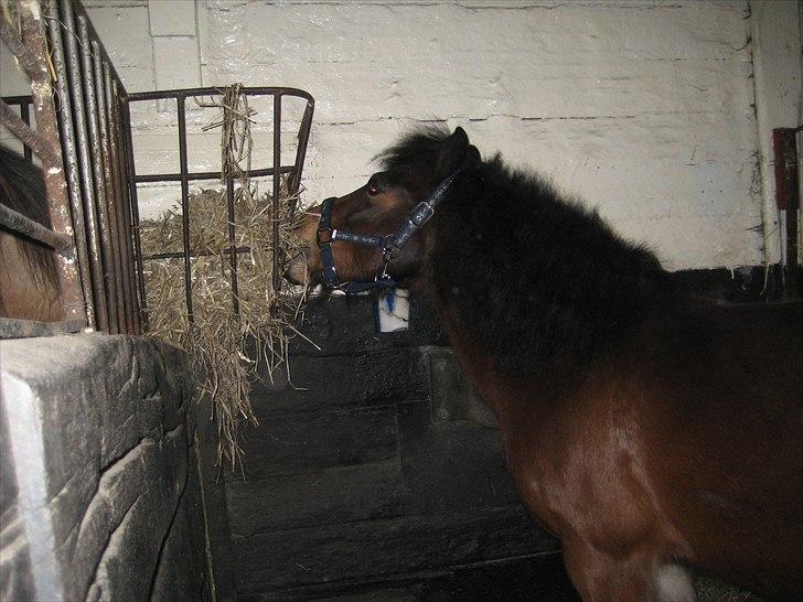 Anden særlig race Raptus*Passer* - 17)Yummi hø! Foto: Alma K billede 17