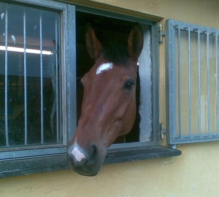 Dansk Varmblod Storgårdens Rosalia billede 13