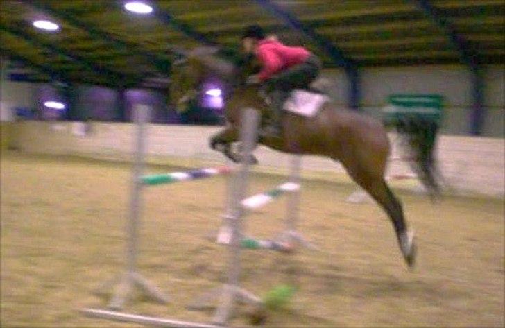 Anden særlig race Rasti billede 9