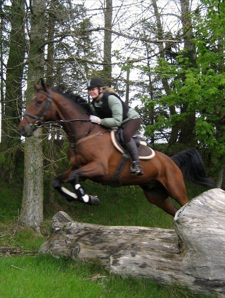 Anden særlig race Rasti billede 10