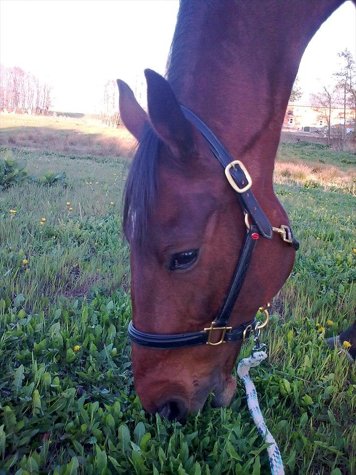 Anden særlig race Rasti billede 11