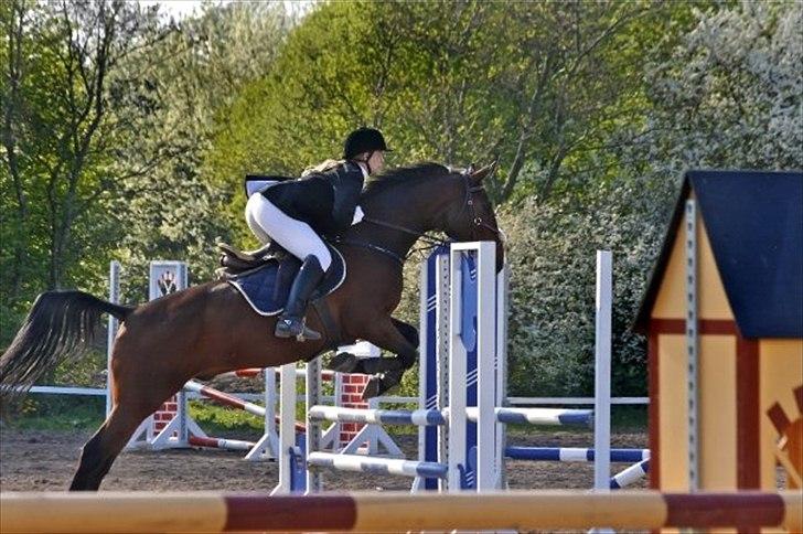 Anden særlig race Rasti billede 12