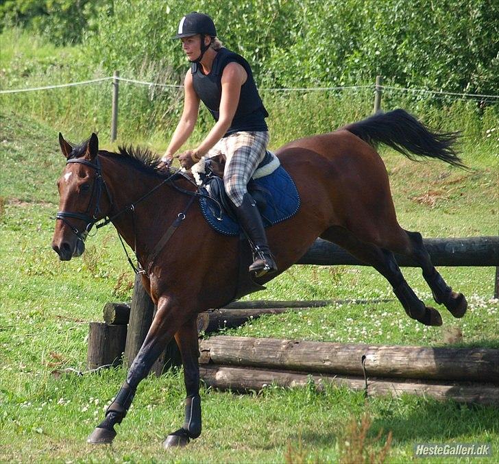 Anden særlig race Rasti billede 13