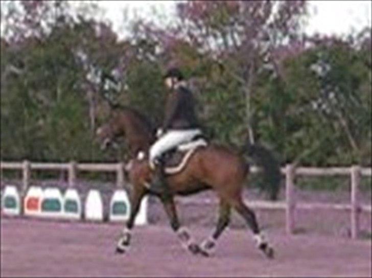 Anden særlig race Rasti billede 14