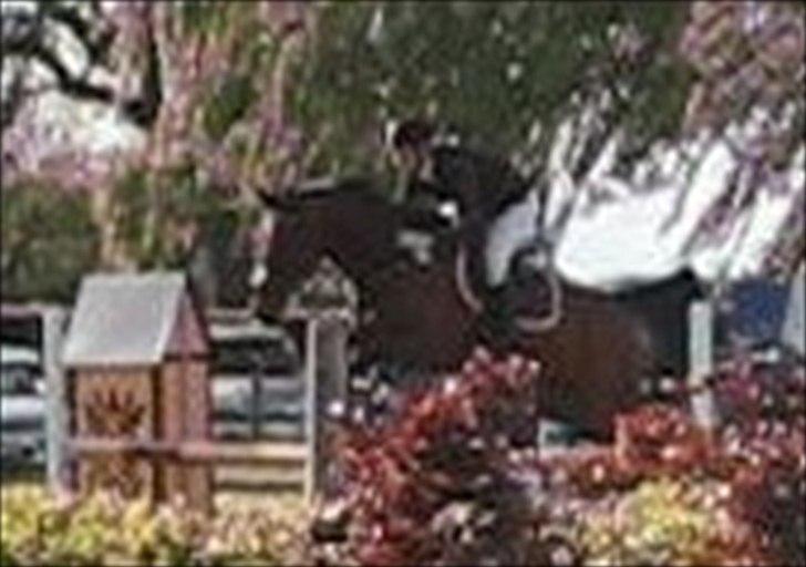 Anden særlig race Rasti billede 17