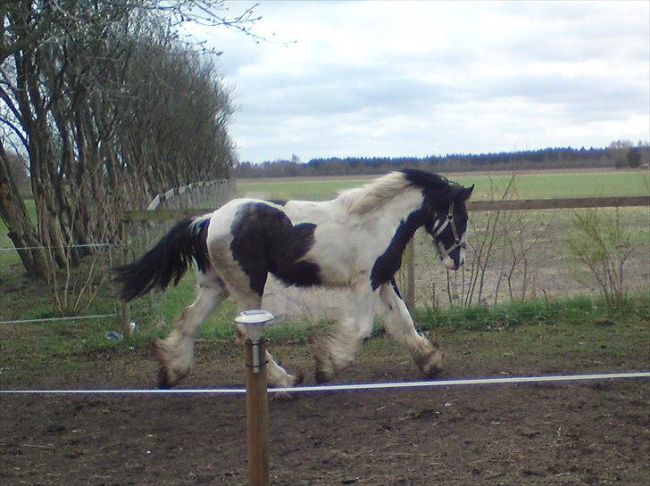 Tinker Sir Bjørn HINGST - 17/4-2011 billede 13