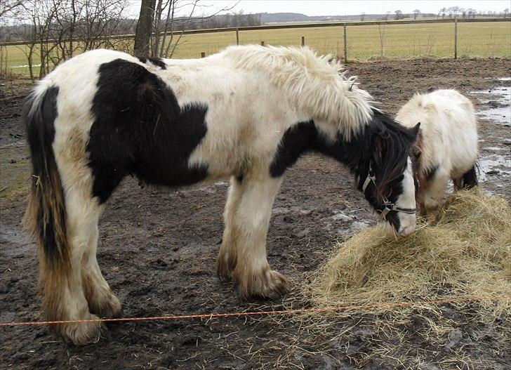 Tinker Sir Bjørn HINGST - 24/1-2011 første dag på fold billede 16