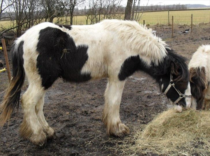 Tinker Sir Bjørn HINGST - 24/1-2011 første dag på fold billede 17