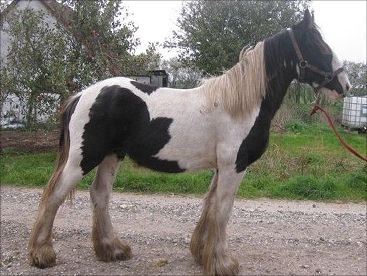 Tinker Sir Bjørn HINGST - billede fra hans salgs annonce, har fået tilladelse til at bruge det. billede 19