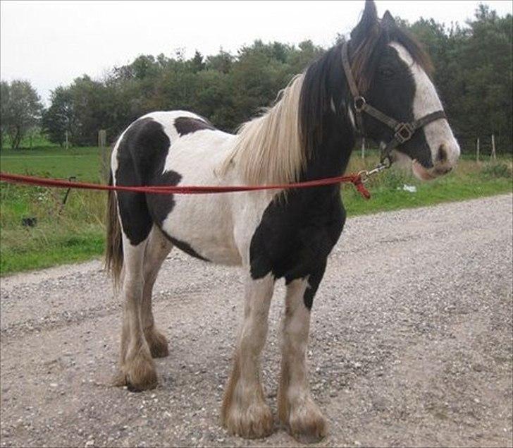 Tinker Sir Bjørn HINGST - billede fra hans salgs annonce, har fået tilladelse til at bruge det. billede 20