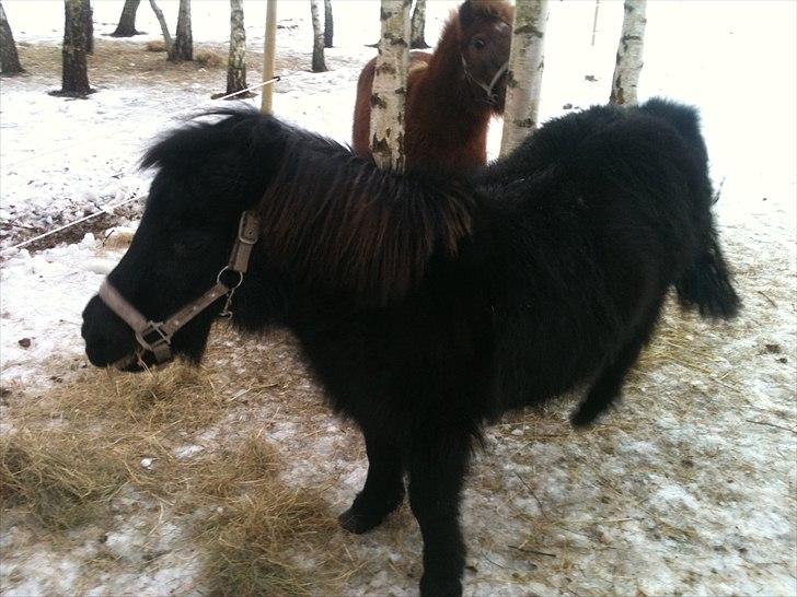 Shetlænder Bella - Bella da vi lige havde fået hende billede 2