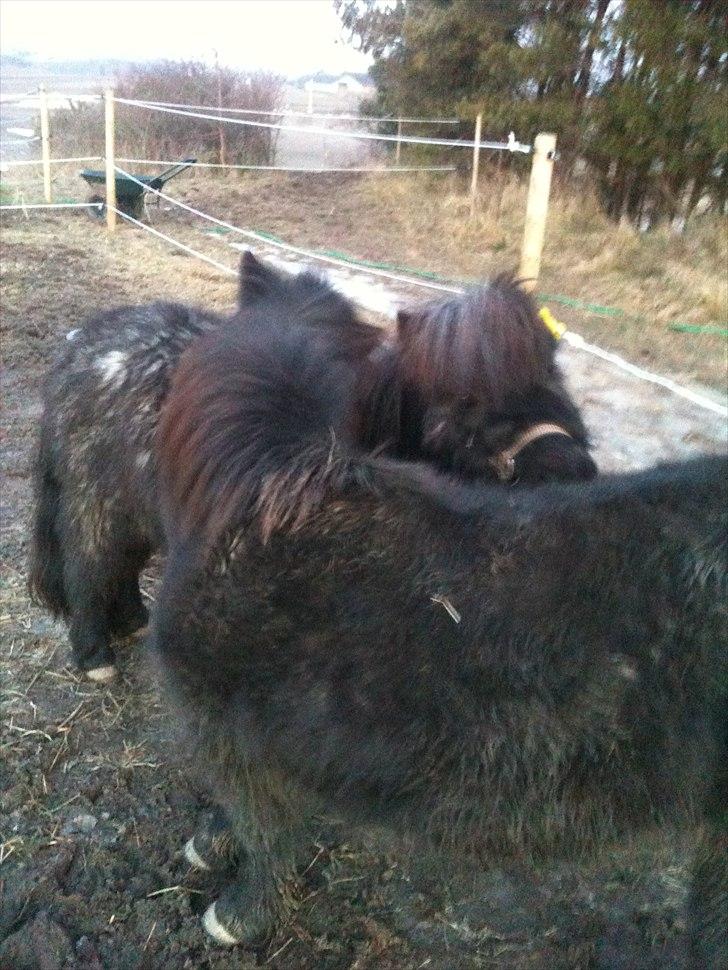 Shetlænder Bella - Bella og Trille gnubber :) billede 3