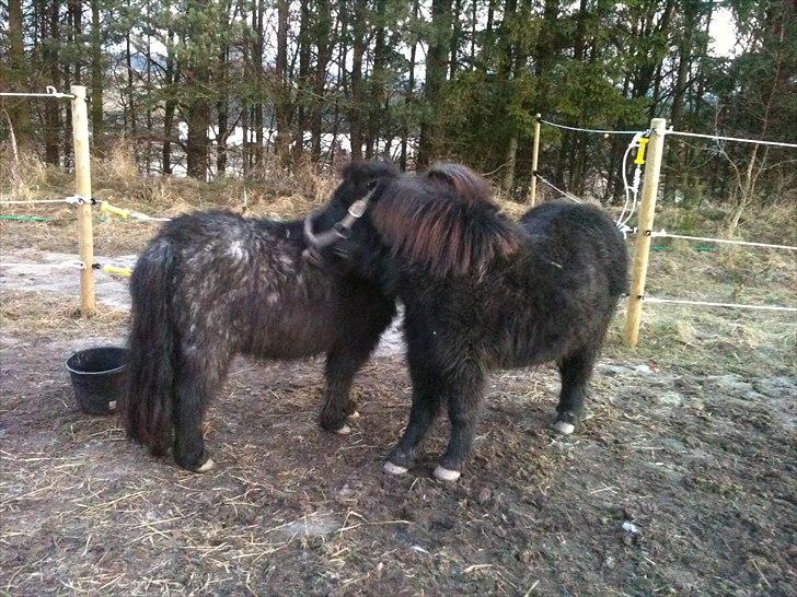 Shetlænder Bella billede 4