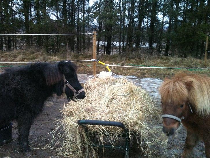 Shetlænder Bella - Bella og Emil får lidt hø billede 5