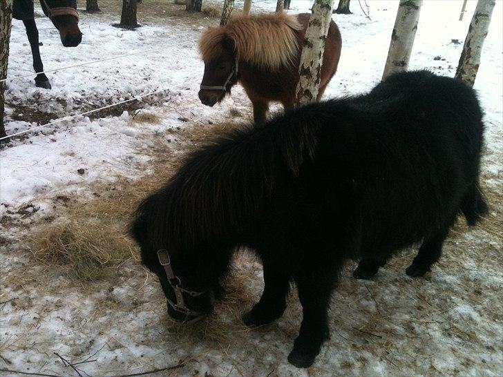 Shetlænder Bella billede 6