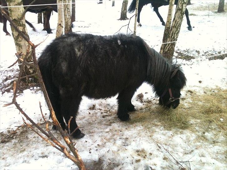 Shetlænder Trille - Trille lige da vi havde fået hende billede 4