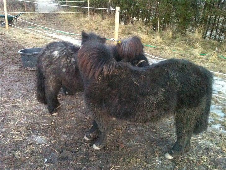 Shetlænder Trille - Trille og Bella Gnubber billede 6