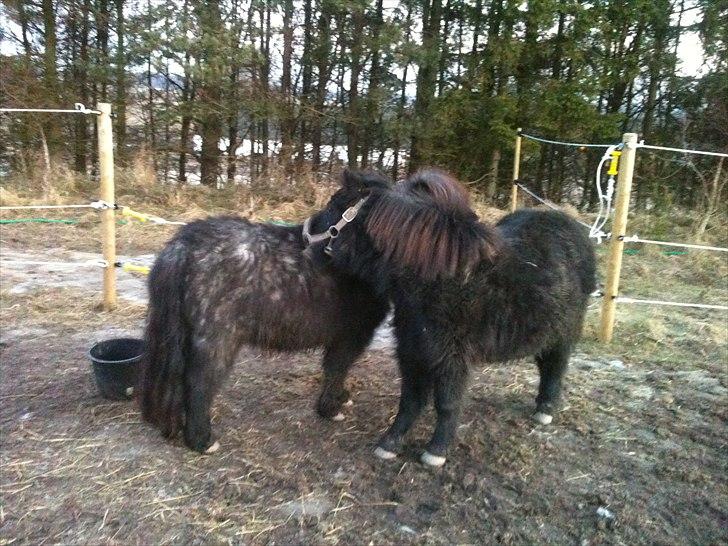 Shetlænder Trille - Trille og Bella gnubber, Trille længst væk billede 7