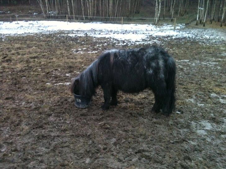 Shetlænder Trille billede 5