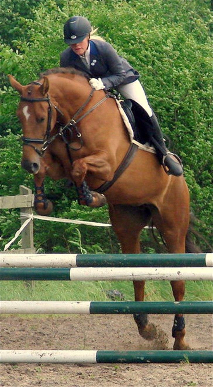 Hannoveraner Ff Crystal-Rock  billede 2