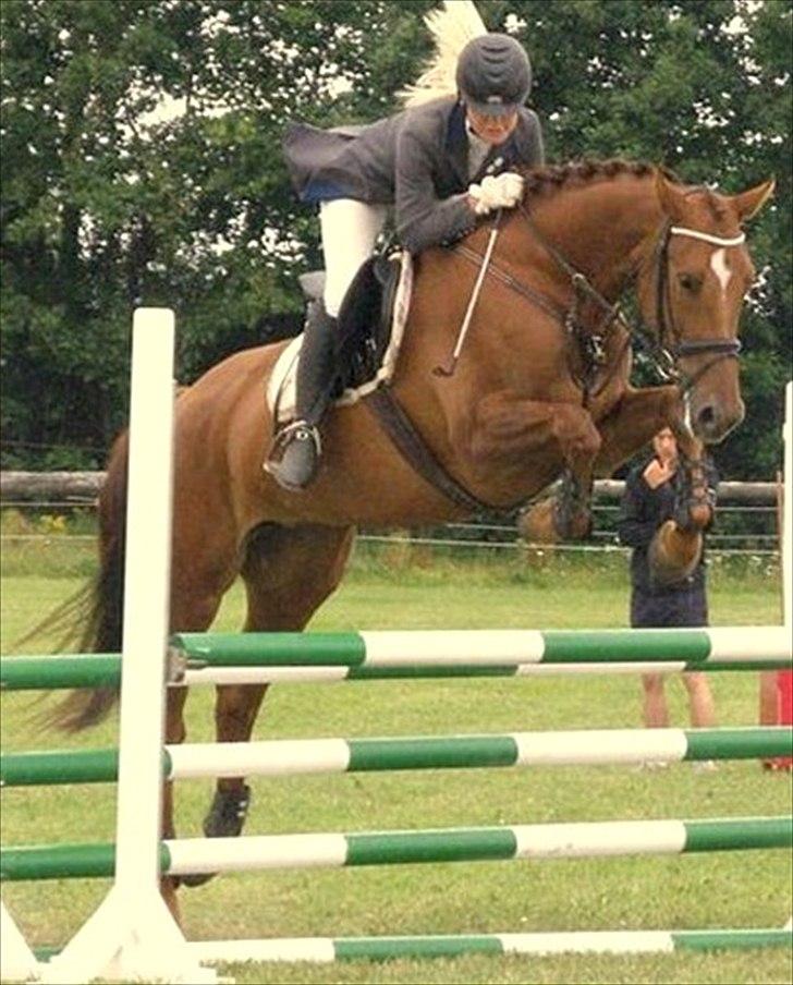 Hannoveraner Ff Crystal-Rock  billede 3