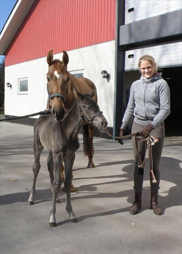 Hannoveraner Ff Crystal-Rock  - Rysle og Bob billede 9