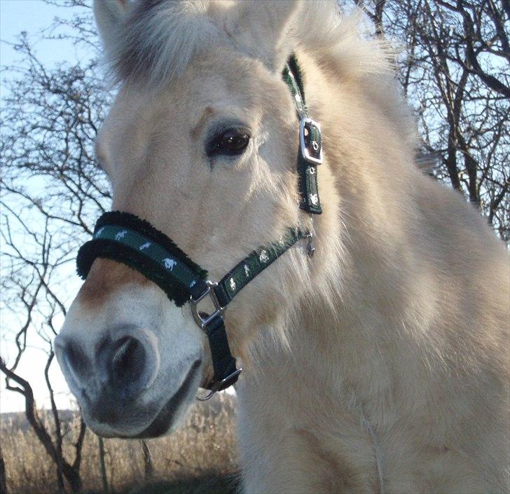 Fjordhest MUSSE ( Dejlig Pige) - Musses kønne hoved billede 2