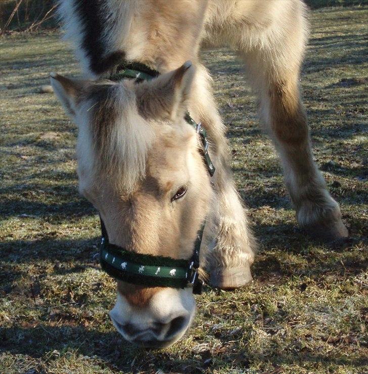 Fjordhest MUSSE ( Dejlig Pige) - Første dag i Hjortvad billede 3