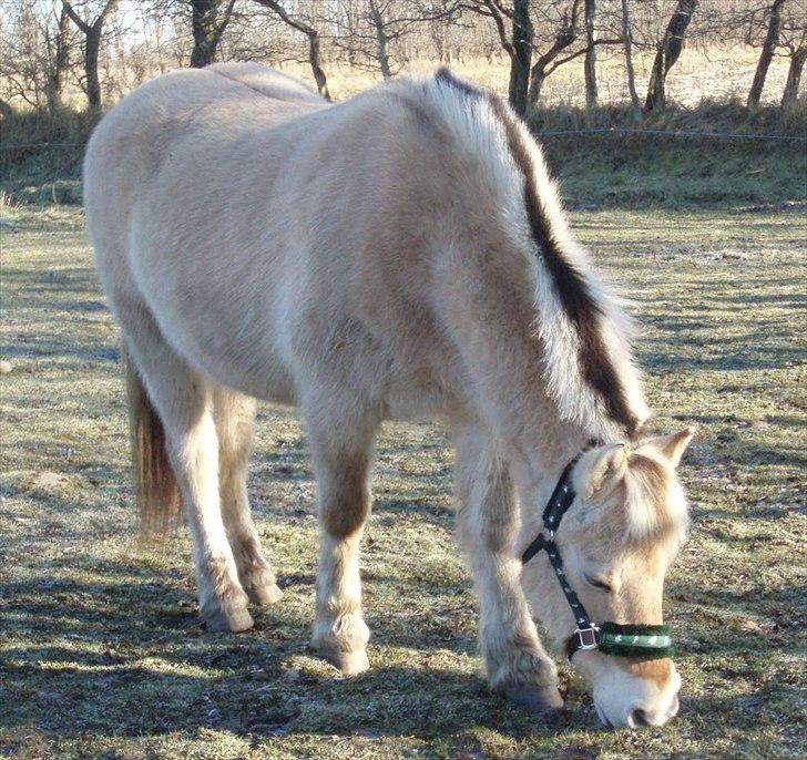 Fjordhest MUSSE ( Dejlig Pige) billede 4