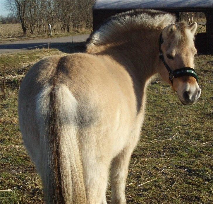 Fjordhest MUSSE ( Dejlig Pige) billede 5