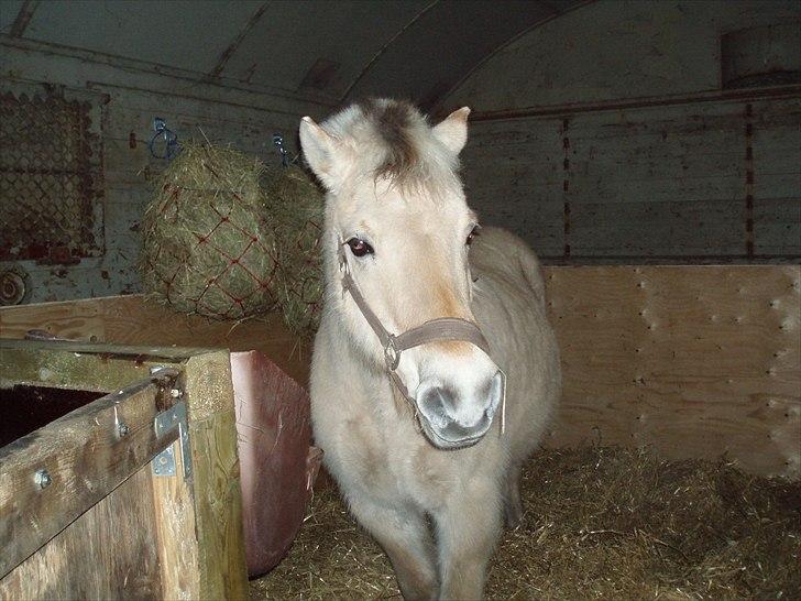 Fjordhest MUSSE ( Dejlig Pige) - Musse lige kommet til Jylland billede 6