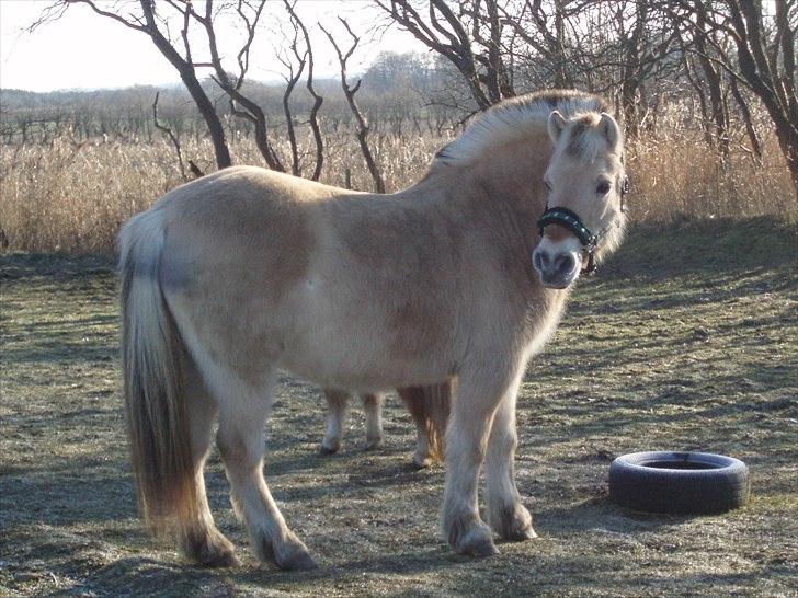 Fjordhest MUSSE ( Dejlig Pige) billede 7