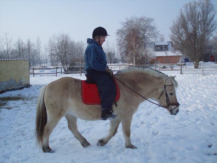 Fjordhest MUSSE ( Dejlig Pige) - Konen oven på Musse over på Lolland billede 9