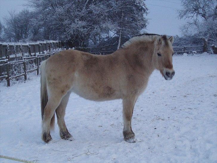 Fjordhest MUSSE ( Dejlig Pige) - Hele selve Musse på Lolland billede 10