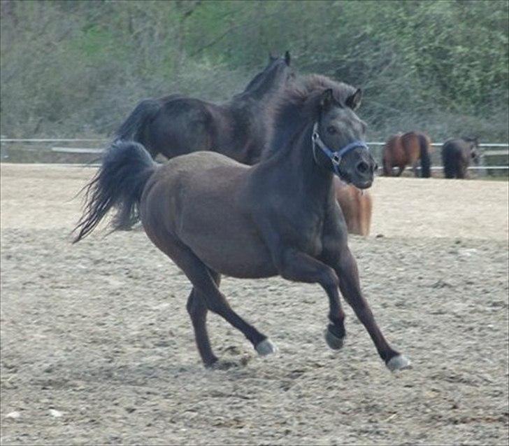 Anden særlig race Sputnik - Min smukke hest :) billede 19