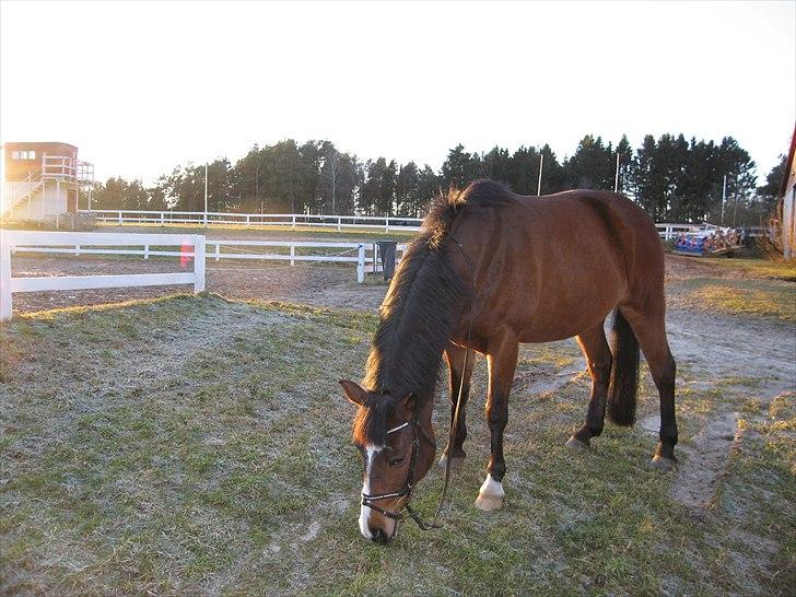 New Forest Populierenhof's Rambo - uhm græs billede 16