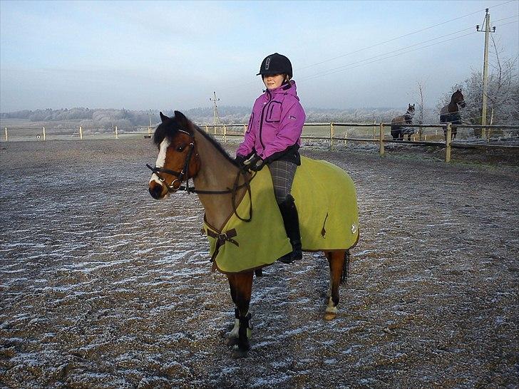 Hollandsk Sportspony Star Jumper. Lånt ½ år  - smukke
 billede 4