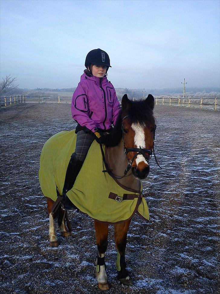 Hollandsk Sportspony Star Jumper. Lånt ½ år  - bette søde pony billede 5