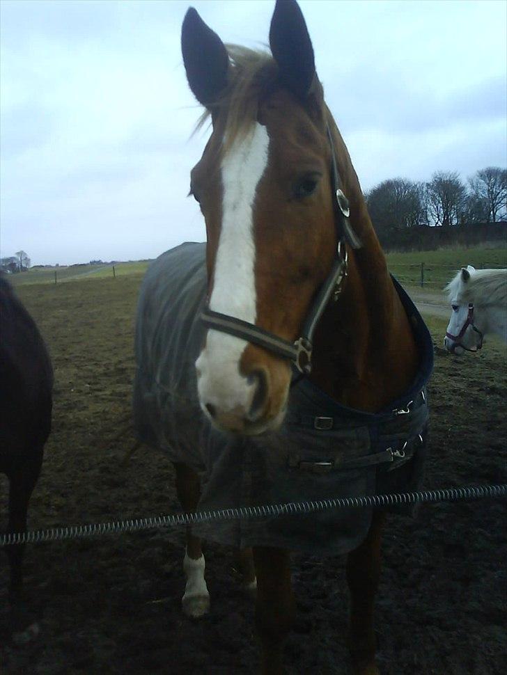 Dansk Varmblod Wonder Dancer billede 1