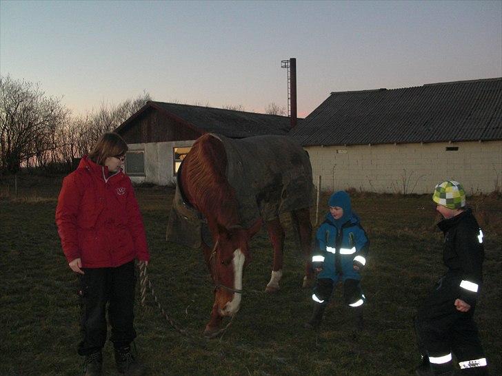 Dansk Varmblod Wonder Dancer billede 2